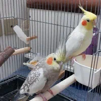 عروس هلندی مولد با قفس و تجهیزات|پرنده|اصفهان, شهید رجایی|دیوار