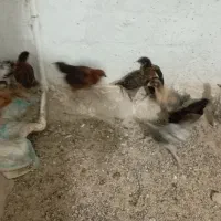 جوجه مرغ خورموج|حیوانات مزرعه|خورموج, |دیوار