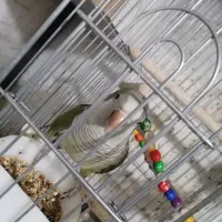 راهب جفت مولد سبز زیتونی