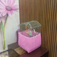 یک عدد عروس هلندی