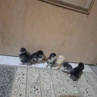 6 عدد جوجه گلین