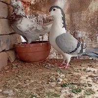 کفتر چادری و تهرانی