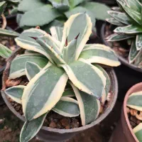 کاکتوس کلکسیونی و بازاری