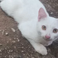 واگذاری دوعدد گربه نر سفید رنگ پنج ماهه