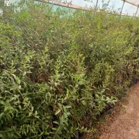 نهال انار شهرضا|خدمات باغبانی و درختکاری|اصفهان, سودان|دیوار