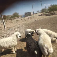 حیوانات  مزرعه