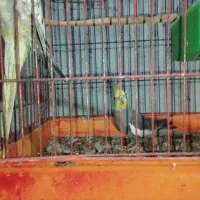 عروس هلندی|پرنده|میناب, |دیوار