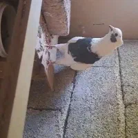 کبوتر پرشی.نرتضمینی