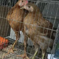 جوجه لاری محلی یک جفت سالم وصحیح