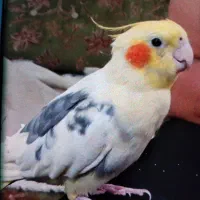 عروس هلندی پرواز کرده|حیوانات|اهواز, کیانشهر|دیوار