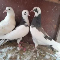 جوجه کفتر