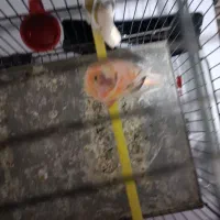 قناری ماده|پرنده|تهران, قلمستان|دیوار