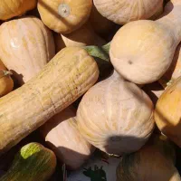 کدو حلوایی درجه یک