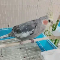 عروس هلندی دستی