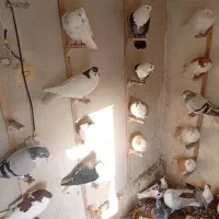 کبوتر هوای ساده|پرنده|چناران, |دیوار