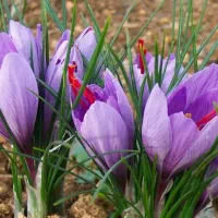 زعفرون ناب اصل اصل.قیمت توافقی مستقیم از کشاورز