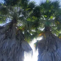 فروش پالم واشنگتنی ۱۲ ساله کم نظیر و با کیفیت