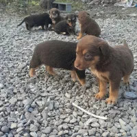 سگ پاه کوتاه|سگ|لاهیجان, بازکیاگوراب|دیوار