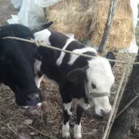 گاو شیری حامله با گوساله|حیوانات مزرعه|شاندرمن, |دیوار