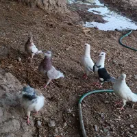 کفتر معامله با مرغ محلی|پرنده|ایرانشهر, |دیوار