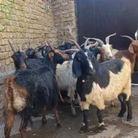 15 راس بز شیری جوان