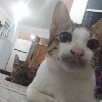 گربه