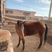 اسب دره شوری|اسب و تجهیزات اسبسواری|مهدی شهر, |دیوار