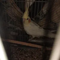 عروس هلندی لوتینو