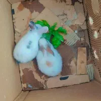 بچه خرگوش سی روزه|موش و خرگوش|پاکدشت, پاکدشت (مامازند)|دیوار