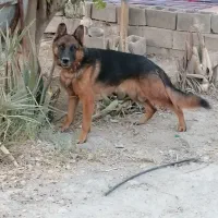 واگذار ژرمن شپرد نر