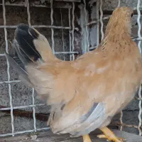 مرغ جوانه چهارماهه جانپر