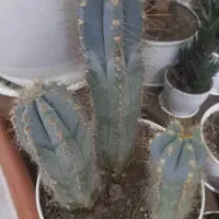 تعدادی گل وگیاه آپارتمانی بسیار زیبا و بزرگ|گل و گیاه طبیعی|شهریار, کهنز|دیوار