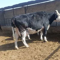 گاو زایده|حیوانات مزرعه|قوچان, |دیوار