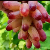 نهال انگور پیوندی موندراپ و مانیکور