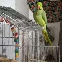 طوطی ملنگو نر سالم|پرنده|رشت, حومه رشت|دیوار