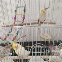 عروس هلندی رام جفت