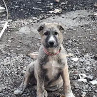 سگ توله ماده|سگ|بندر ترکمن, |دیوار