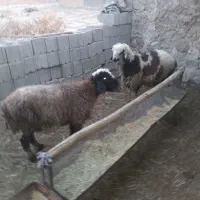 بره نر|حیوانات مزرعه|لنده, |دیوار