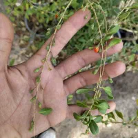 حراج نهال گوجی بری|گل و گیاه طبیعی|تهران, بوستان چیتگر|دیوار