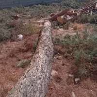 هرس وخرید انواع درخت و چوب|خدمات باغبانی و درختکاری|گلبهار, شهر جدید گلبهار|دیوار