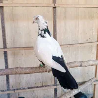 تعدادی کفتر رنگی سینه ای و سعده|پرنده|قرچک, مهدیه|دیوار
