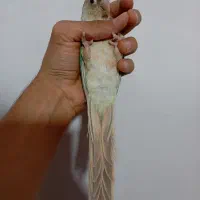 طوطی گرینچیک نر دستی بازیگوش حدودا ۶ ماهه با قفس|پرنده|ملارد, |دیوار