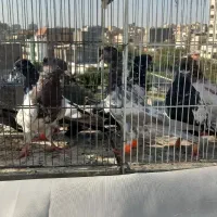 کفتر پرشی|پرنده|مشهد, هنرور|دیوار