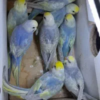 مرغ عشق رینبو با ماده پروانه ای|پرنده|زابل, |دیوار