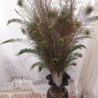 پر طاووس