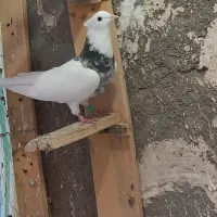 طوقی|پرنده|کنگاور, |دیوار