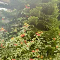 اجاره خانه ویلایی