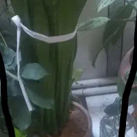 گل شاخ بزی فروشی