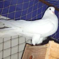 پروازی سفید