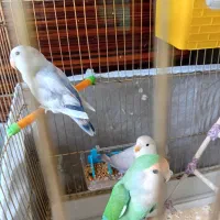 طوطی